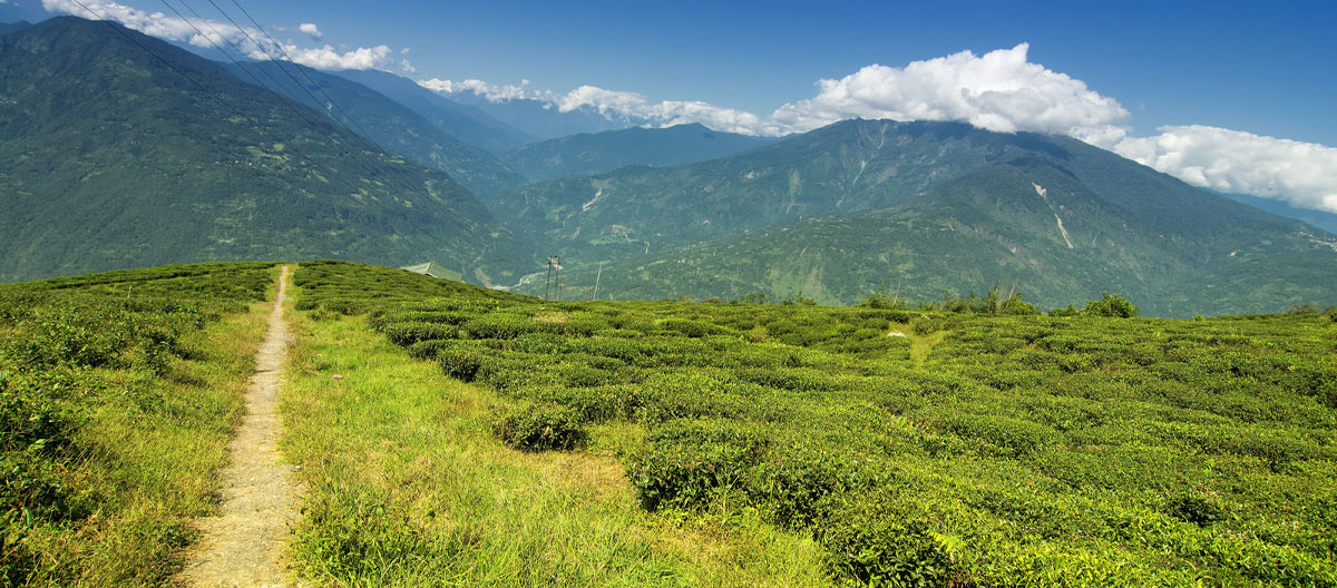 Temi Tea Garden