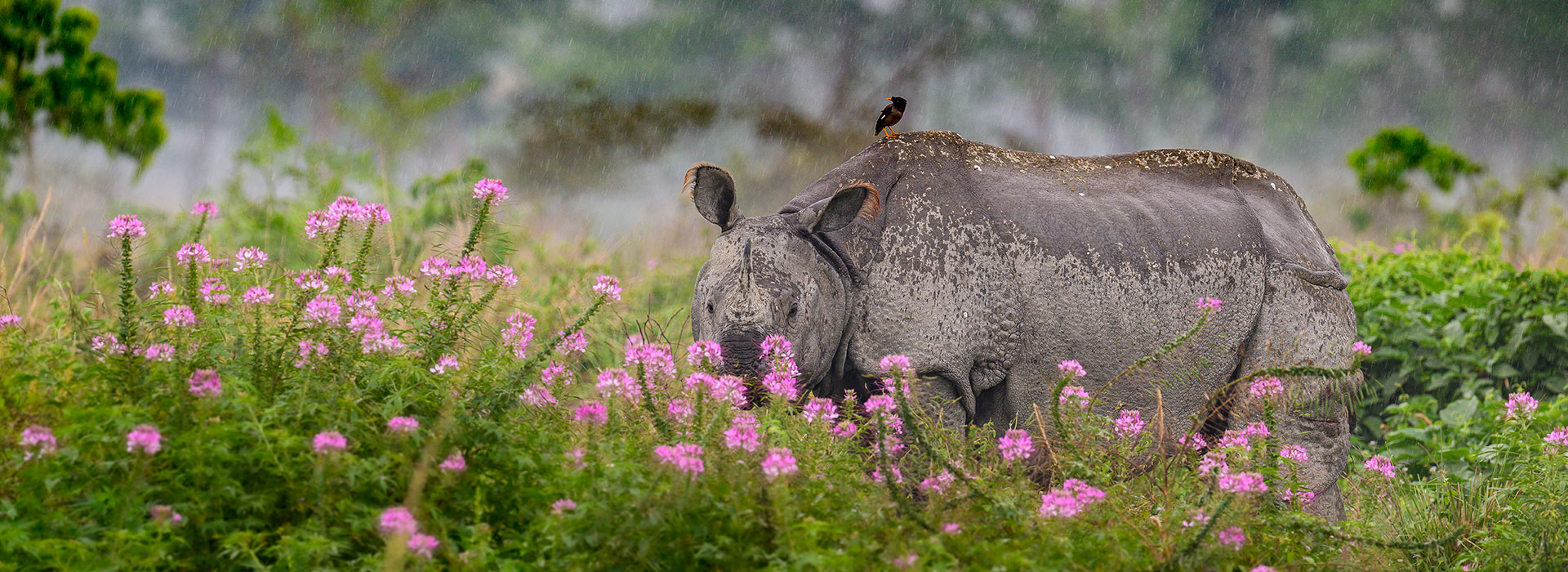Assam 