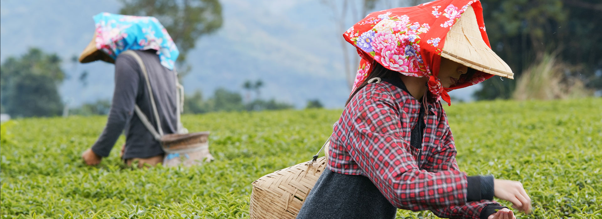 Enjoy the beauty of Sikkim and Darjeeling