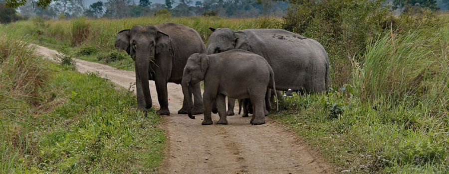 Flora and Fauna of Kaziranga