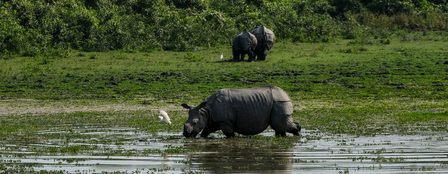 Kaziranga National Park