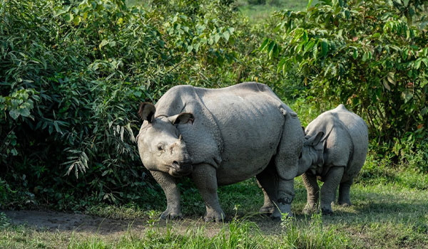 Kaziranga National Park