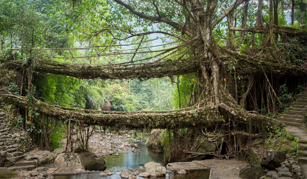 Living Root Bridges (Cherrapunji & Mawlynnong)