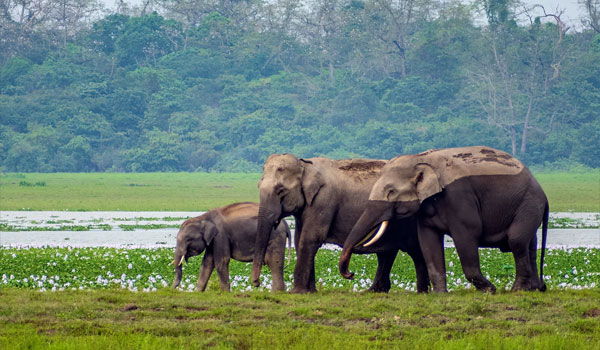 Manas National Park