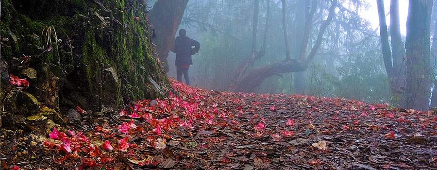 Rhododendron Sanctuary